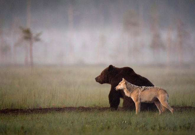 Ngọt lịm tim chuyện tình gấu và sói, không màng định kiến về giống loài để ở bên nhau - Ảnh 9.