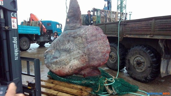 Bắt được sinh vật khổng lồ dưới đáy biển nặng tới 1,2 tấn, ngư dân đem xẻo thịt cho gấu ăn - Ảnh 2.