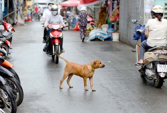 Hà Nội: Giao UBND cấp phường, xã bắt giữ chó thả rông - Ảnh 1.