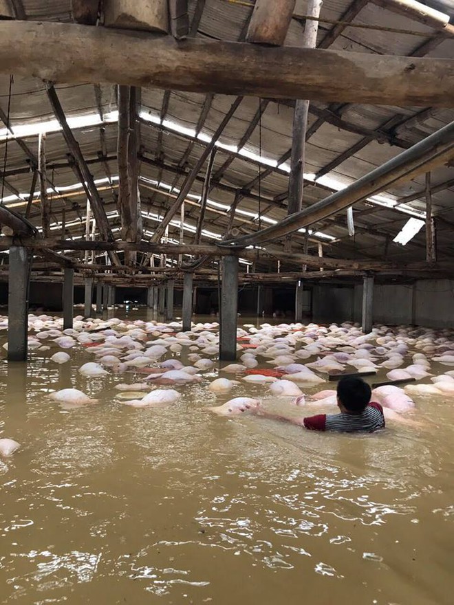 Xót xa hình ảnh hàng ngàn con lợn chăn nuôi chết trong nước lũ ở Thanh Hoá - Ảnh 4.