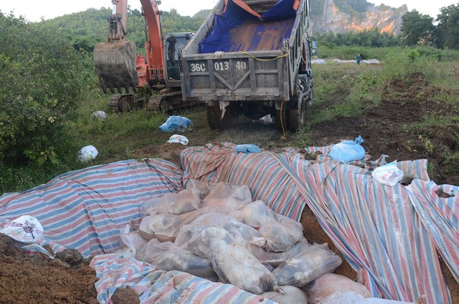 Thanh Hóa: Huy động máy xúc đào hố sâu 2 mét để tiêu hủy 6.000 con lợn chết đuối do mưa lũ - Ảnh 1.