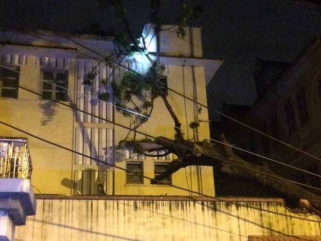 Cổ thụ bật gốc đè sập tường và mái tôn nhà xe trước cổng trường Đại học Sài Gòn - Ảnh 1.