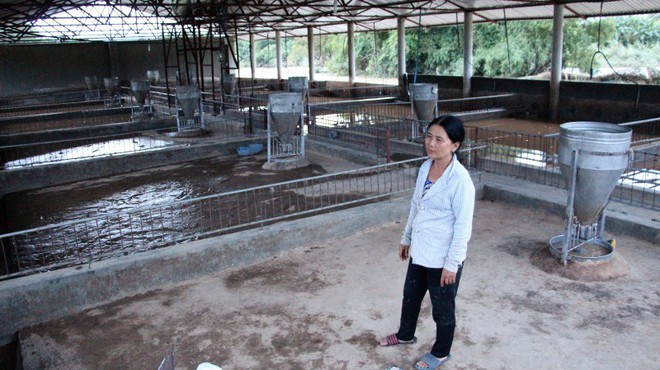 Người dân khóc nghẹn nhìn lũ cuốn trôi hàng trăm con heo - Ảnh 1.