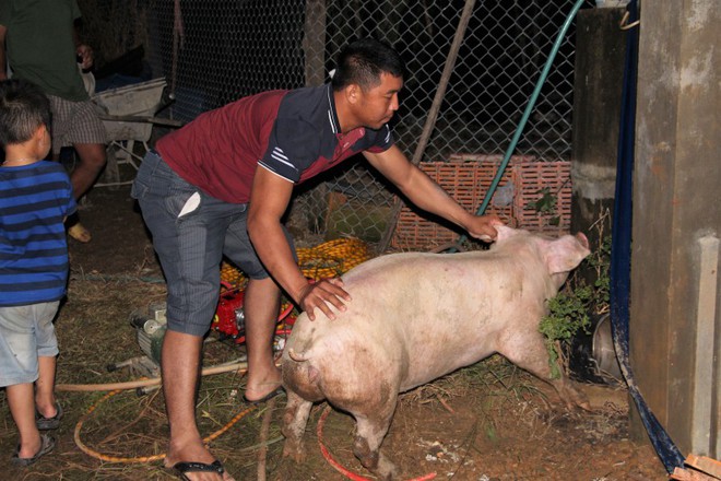 Người dân khóc nghẹn nhìn lũ cuốn trôi hàng trăm con heo - Ảnh 4.