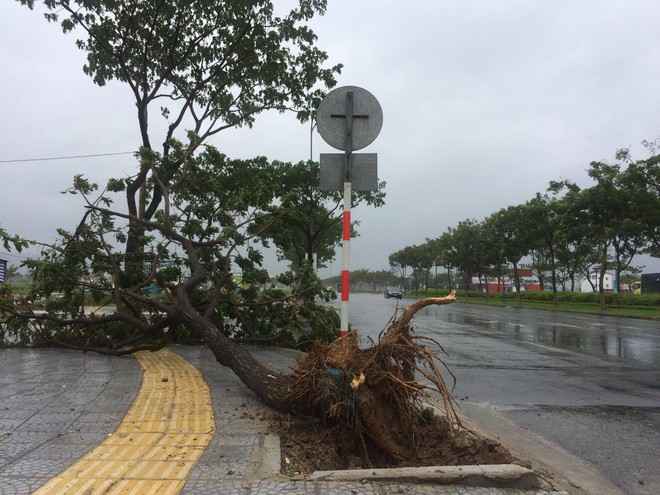Ảnh hưởng bão số 12, Đà Nẵng đổ sập cổng chào, nhiều cây xanh bật gốc chắn ngang đường - Ảnh 2.