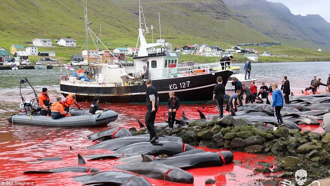 Cả vùng nước chuyển đỏ vì máu: Thảm cảnh hàng ngàn chú cá voi hoa tiêu bị giết hại, xả thịt dã man bên bờ biển - Ảnh 1.