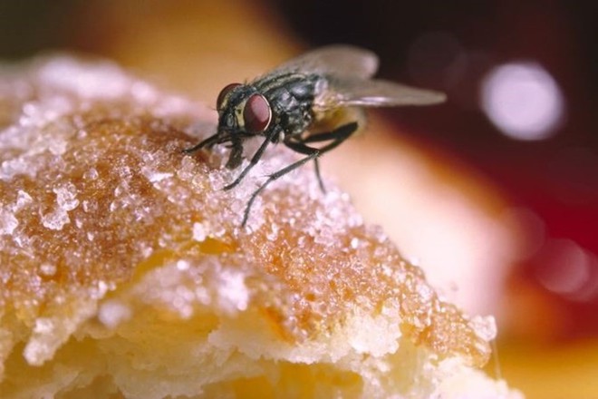 Khi ruồi đã nhúng chân vào thức ăn, hậu hoạ sẽ rất khó lường - Ảnh 1.