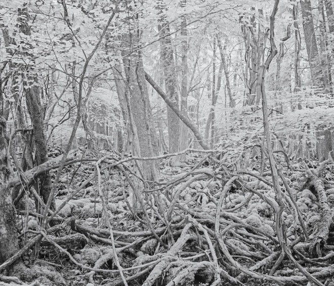 Khu rừng tự sát nổi tiếng ở Nhật Bản: Nơi những bước chân cuối cùng chỉ đến mà không có trở về - Ảnh 2.