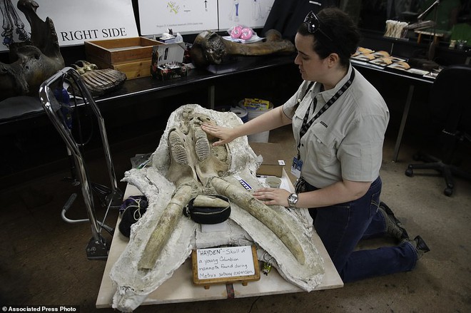Đào đường hầm, công nhân ngỡ ngàng khi tìm thấy hóa thạch động vật 10,000 năm từ kỷ Băng Hà - Ảnh 2.