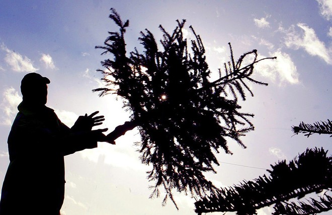 Số phận của cây thông sau đêm Giáng sinh: Bị chủ nhân thẳng tay vứt bỏ hay lại được trở về với thiên nhiên - Ảnh 2.
