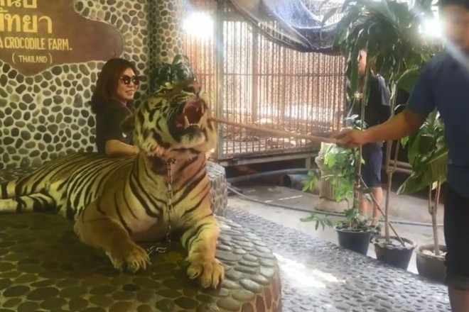 Clip: Nhân viên sở thú liên tục chọc gậy vào mặt hổ, du khách thản nhiên ngồi sau cười cợt chụp ảnh - Ảnh 1.