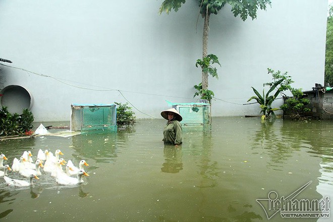 Vỡ đê Chương Mỹ: Người Hà Nội rửa bát, tắm giặt bằng nước lũ - Ảnh 15.