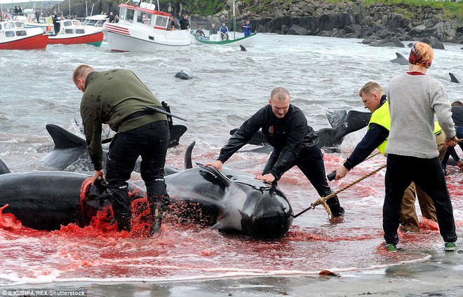 Hình ảnh bờ biển Đan Mạch nhuốm đỏ màu máu trong vụ thảm sát cá voi gây phẫn nộ trên toàn thế giới - Ảnh 3.