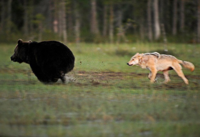 Ngọt lịm tim chuyện tình gấu và sói, không màng định kiến về giống loài để ở bên nhau - Ảnh 2.