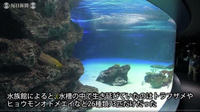 Chỉ vì hành động sai lầm của nhân viên thủy cung, hơn 1000 chú cá quý hiếm tại Nhật Bản chết cứng trong bể - Ảnh 3.