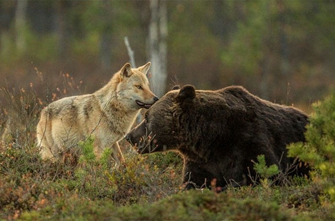 Ngọt lịm tim chuyện tình gấu và sói, không màng định kiến về giống loài để ở bên nhau - Ảnh 3.