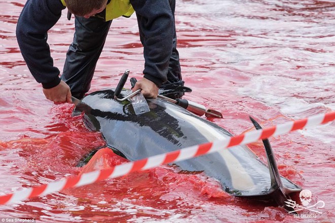 Cả vùng nước chuyển đỏ vì máu: Thảm cảnh hàng ngàn chú cá voi hoa tiêu bị giết hại, xả thịt dã man bên bờ biển - Ảnh 2.