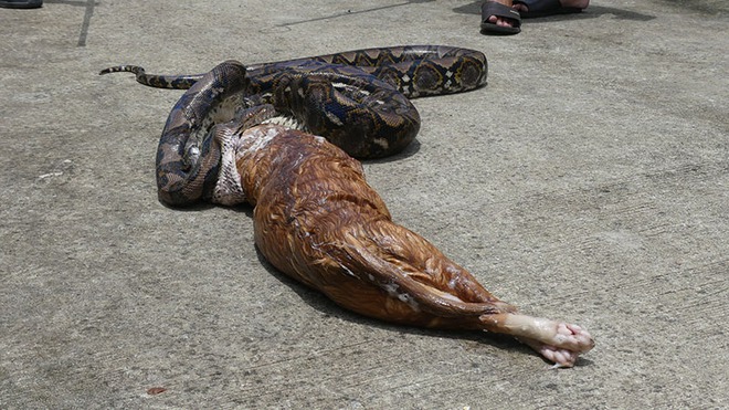 Lẻn v&agrave;o trong nh&agrave;, con trăn nuốt gọn ch&uacute; m&egrave;o cưng trước sự ngỡ ng&agrave;ng của chủ - Ảnh 4.