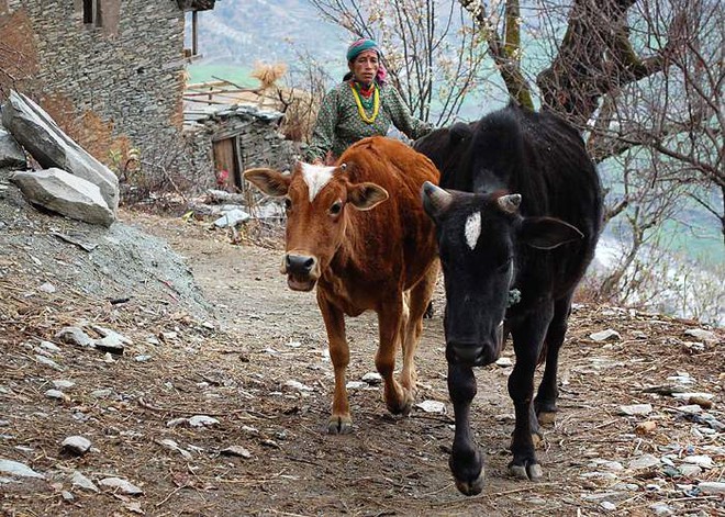 Nỗi đau đớn của phụ nữ Nepal trong kỳ kinh nguyệt: Không được ngủ tại nhà, có người chảy máu tới chết - Ảnh 7.