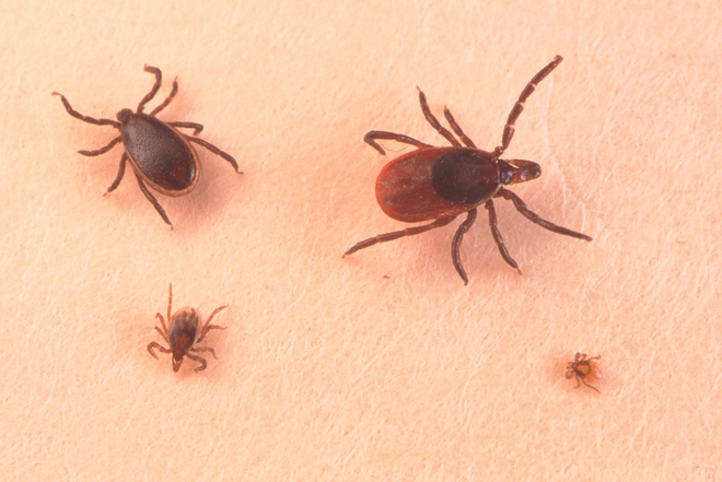 Chỉ với một vết cắn của loài côn trùng này, bạn có nguy cơ mắc ít nhất 6 loại bệnh chết người - Ảnh 7.