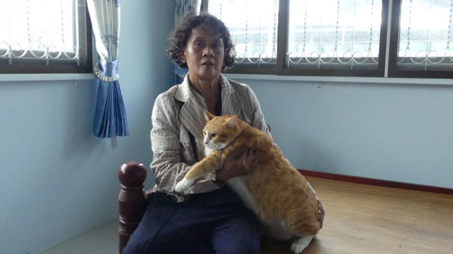 Lẻn vào trong nhà, con trăn nuốt gọn chú mèo cưng trước sự ngỡ ngàng của chủ - Ảnh 8. Lẻn vào trong nhà, con trăn nuốt gọn chú mèo cưng trước sự ngỡ ngàng của chủ - Ảnh 8.