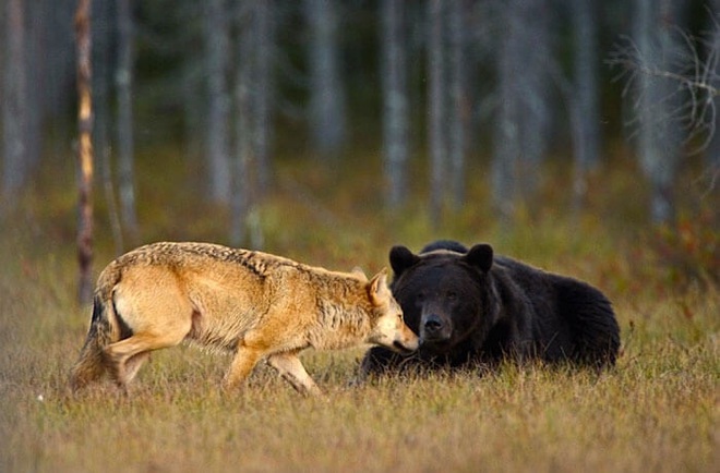 Ngọt lịm tim chuyện tình gấu và sói, không màng định kiến về giống loài để ở bên nhau - Ảnh 8.