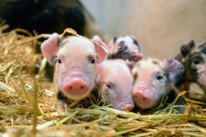 Không chỉ để làm thịt, loài lợn còn một mục đích cao cả hơn rất nhiều sau đột phá khoa học này - Ảnh 1.