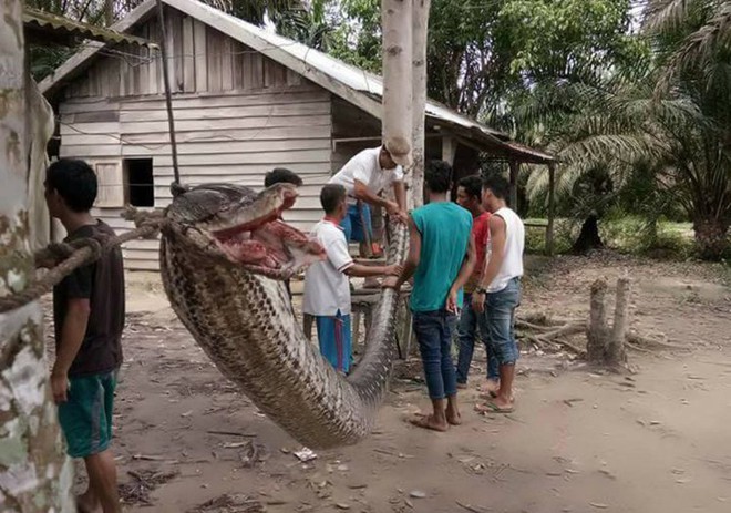 Trăn khổng lồ đang tấn công con người ngày càng nhiều, và lý do đằng sau khiến tất cả phải suy ngẫm - Ảnh 6.