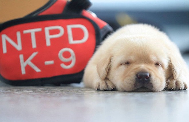 Nối tiếp nghiệp bố, 5 chú chó nhỏ còn ngái ngủ nhưng đã tham gia lực lượng cảnh sát - Ảnh 1.
