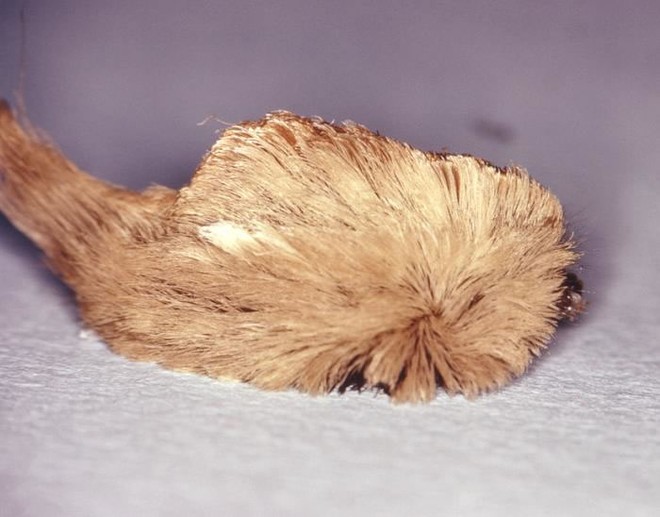 Sinh vật lạ kịch độc có thân mình mềm nhũn nhưng phủ kín lông lá - Ảnh 5.