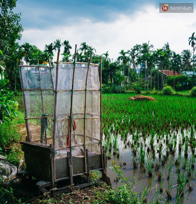 Chùm ảnh: Cuộc sống ở bán đảo Thanh Đa - Một miền nông thôn tách biệt dù chỉ cách trung tâm Sài Gòn vài km - Ảnh 9.