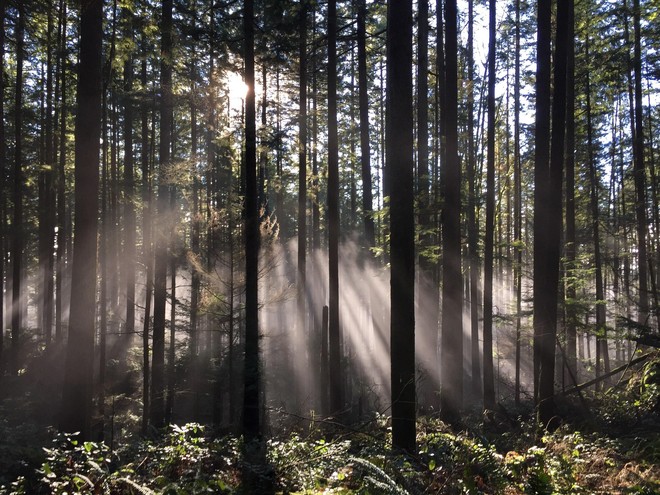 Ngắm 15 khu rừng sở hữu vẻ đẹp đầy ma mị như trong truyện cổ tích - Ảnh 23.