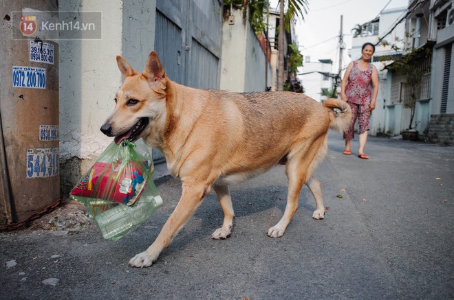 Gặp Gấu - chú chó cá tính nhất Sài Gòn: Chủ mua gì cũng xung phong xách hộ, không cho theo thì hờn mát bỏ ăn! - Ảnh 2.