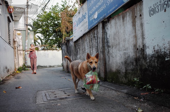 Gặp Gấu - chú chó cá tính nhất Sài Gòn: Chủ mua gì cũng xung phong xách hộ, không cho theo thì hờn mát bỏ ăn! - Ảnh 3.