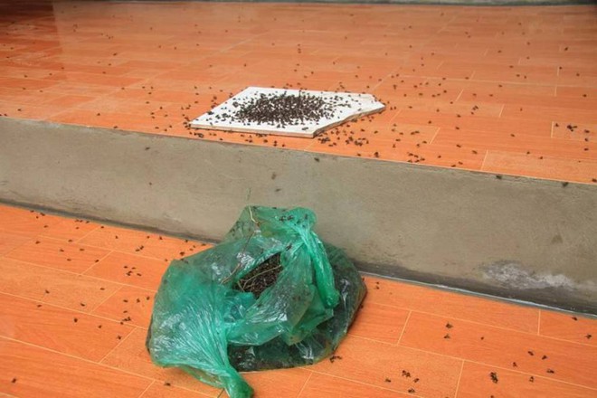 Kinh hoàng cảnh nhà dân sống gần bãi rác lớn nhất Hà Nội bị hàng nghìn con ruồi bủa vây - Ảnh 7.