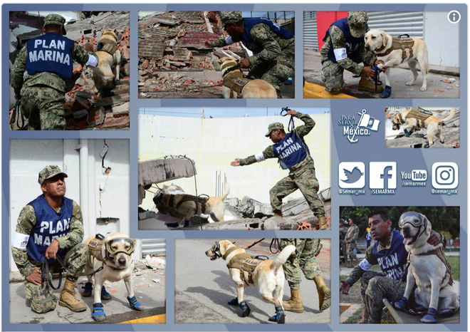 Cô chó được Tổng thống Mexico vinh danh sau khi cứu sống 52 người trong trận động đất khủng khiếp - Ảnh 8.