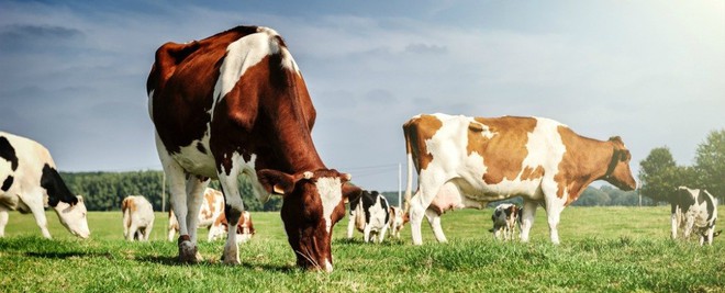 Loài bò ngày càng có nhiều khả năng siêu phàm! Giờ chúng còn đang giúp con người điều trị HIV - Ảnh 1.