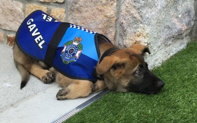 Chú chó cảnh sát bị sa thải vì một lý do vô cùng đáng yêu - Ảnh 1.