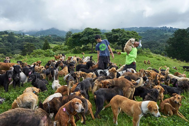 Paraíso de más de 900 perros callejeros: Un lugar que los amantes de los perros sin duda adorarán visitar - Foto 3.