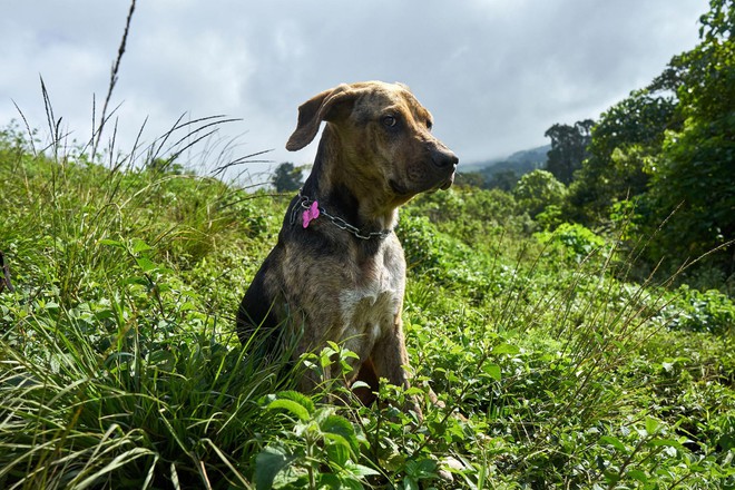 Paraíso de más de 900 perros callejeros: Un lugar que los amantes de los perros sin duda adorarán visitar - Foto 14.