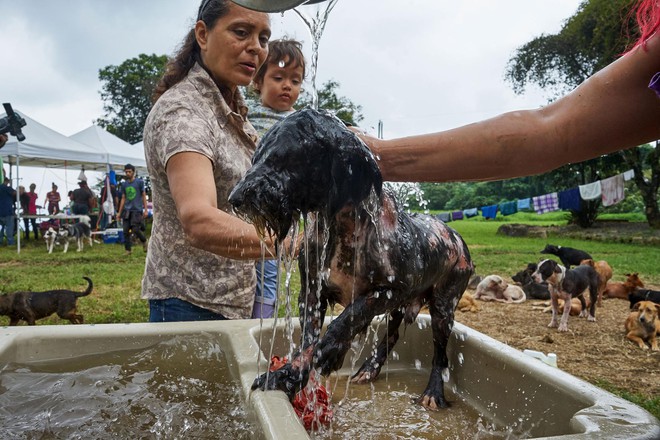 Paraíso de más de 900 perros callejeros: Un lugar que los amantes de los perros sin duda adorarán visitar - Foto 13.