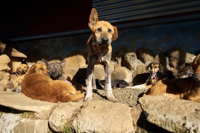 Thiên đường của hơn 900 chú chó hoang: Địa điểm hội yêu chó nhất định sẽ thích mê khi ghé thăm - Ảnh 11.