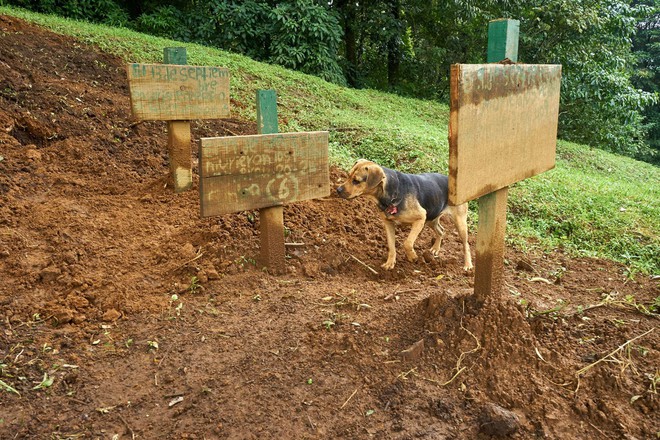 Paraíso de más de 900 perros callejeros: Un lugar que los amantes de los perros sin duda adorarán visitar - Foto 9.