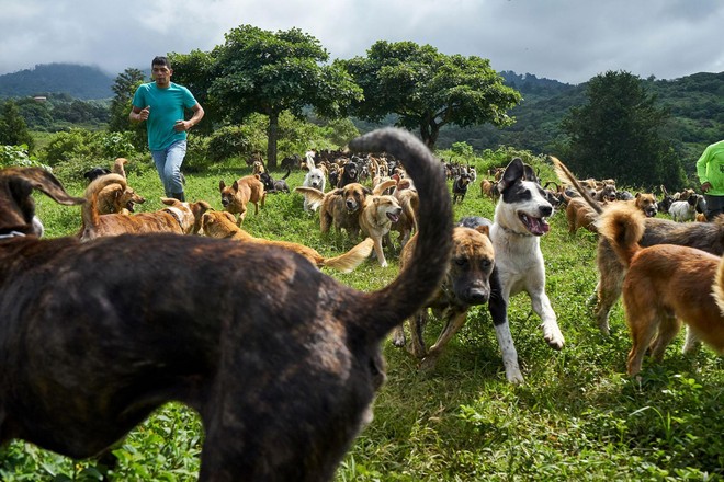 Thiên đường của hơn 900 chú chó hoang: Địa điểm hội yêu chó nhất định sẽ thích mê khi ghé thăm - Ảnh 8.