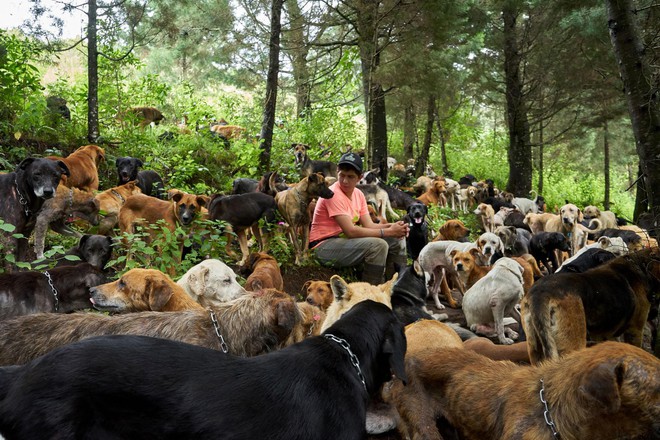 Paraíso de más de 900 perros callejeros: Un lugar que los amantes de los perros sin duda adorarán visitar - Foto 1.