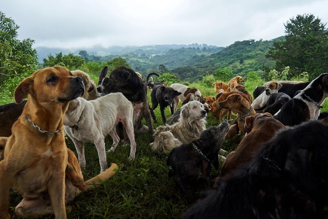 Thiên đường của hơn 900 chú chó hoang: Địa điểm hội yêu chó nhất định sẽ thích mê khi ghé thăm - Ảnh 2.