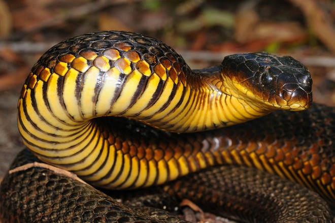 Loài rắn này sở hữu loại độc tố mạnh đến mức 10 triệu năm không cần tiến hóa - Ảnh 2.