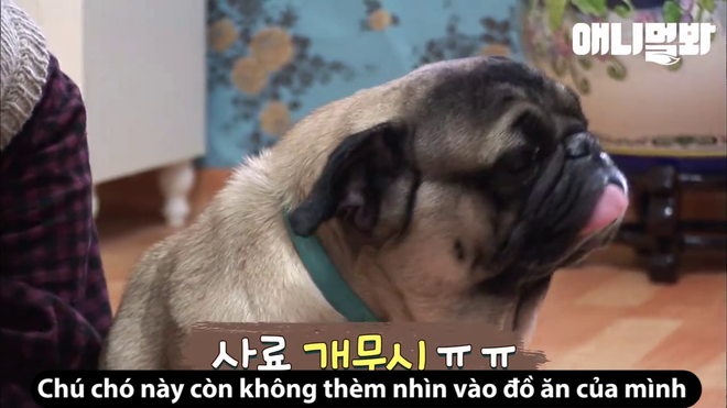 Ch&uacute; ch&oacute; hay dỗi hờn, nhất quyết kh&ocirc;ng chịu ăn nếu kh&ocirc;ng được xem b&oacute;ng ch&agrave;y - Ảnh 2.