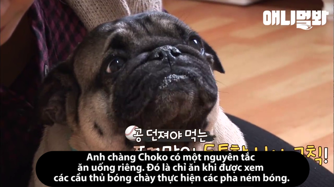 Ch&uacute; ch&oacute; hay dỗi hờn, nhất quyết kh&ocirc;ng chịu ăn nếu kh&ocirc;ng được xem b&oacute;ng ch&agrave;y - Ảnh 7.