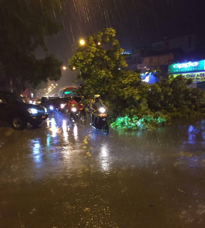 Hà Nội: Gió lốc lớn,  xà cừ đổ chắn ngang đường Phạm Văn Đồng - Ảnh 1.